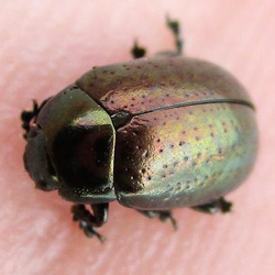 Chrysolina hyperici Chrysolina hyperici